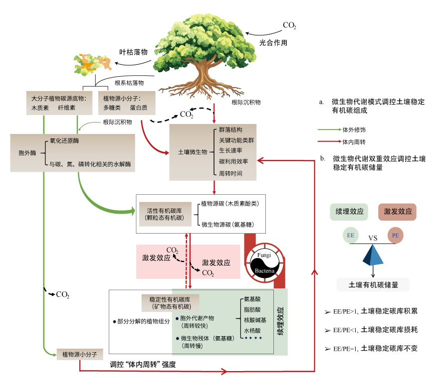 土壤“微生物碳泵”理论模型