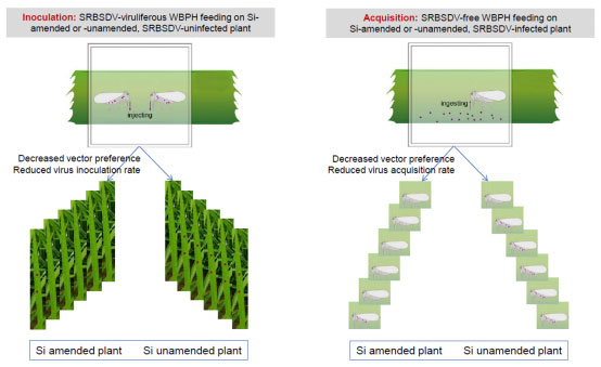 施硅降低白背飞虱的寄主喜好性、SRBSDV接毒率与获毒率