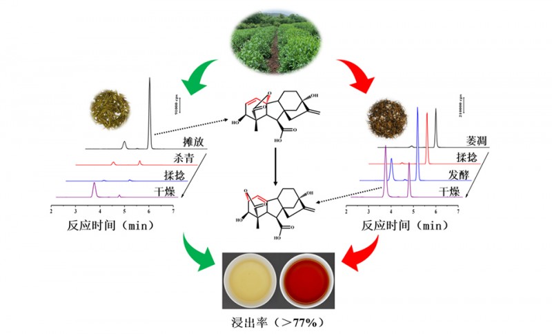 GA3在茶叶中生产过程中的降解行为