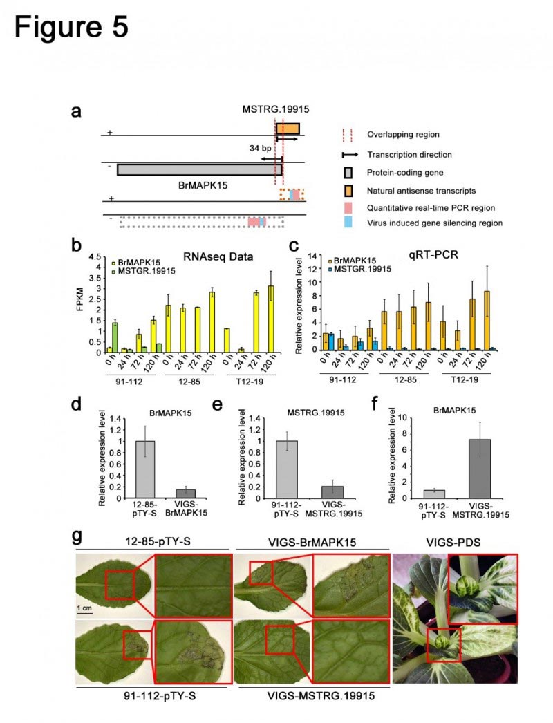 lncRNA参与大白菜抗霜霉病免疫反应的分子机理