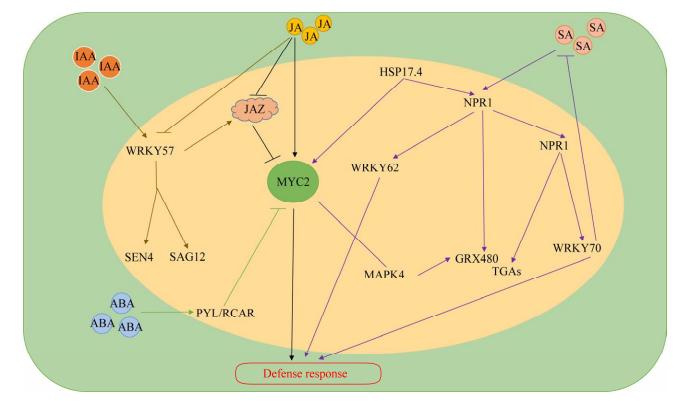 JA与IAA、SA和ABA在植物中的相互作用模型