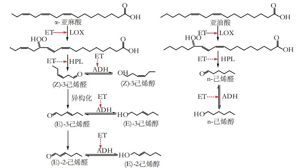 乙烯在氨基酸代谢途径中的作用