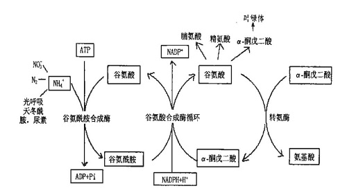 谷氨酸合成酶循环中谷氨酰胺和谷氨酸合成的机制