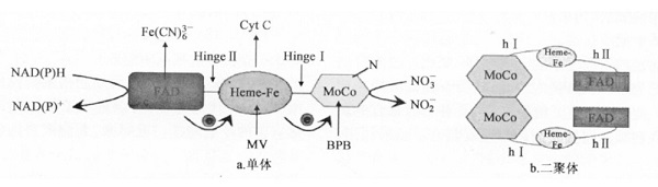 硝酸还原酶结构示意图