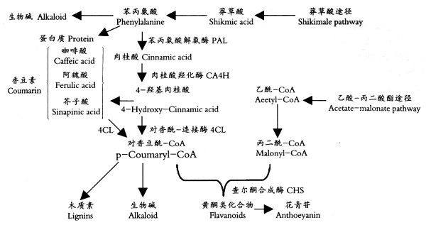 植物的苯丙烷代谢途径