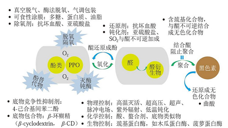 酶促褐变的控制机理及方法