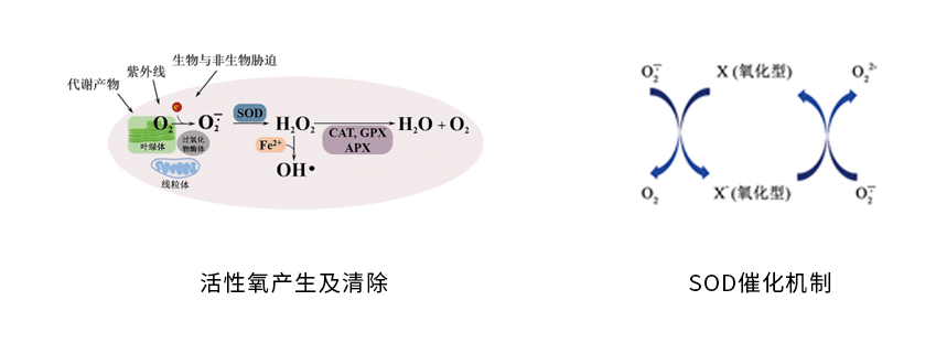 SOD概述