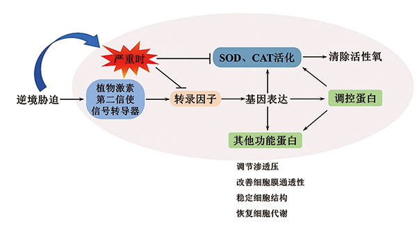 植物SOD耐受性机制