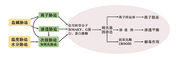 SOD参与植物逆境胁迫的调控网络