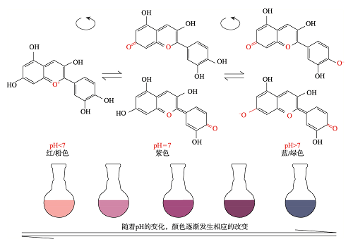 色素结构的变化