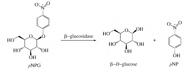 分光光度法测定β-葡萄糖苷酶活性常用底物种类及反应过程