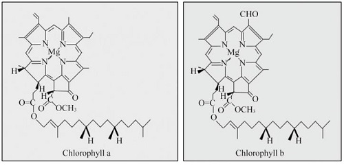 叶绿素的分子结构