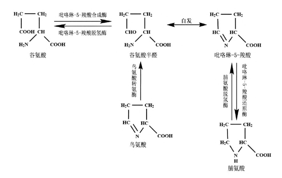 Pro在植物体内的合成与降解途径