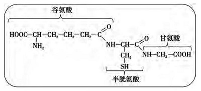 还原型谷胱甘肽（GSH）的化学结构式