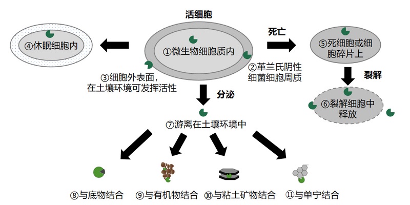 土壤酶在土壤体系中的存在位置