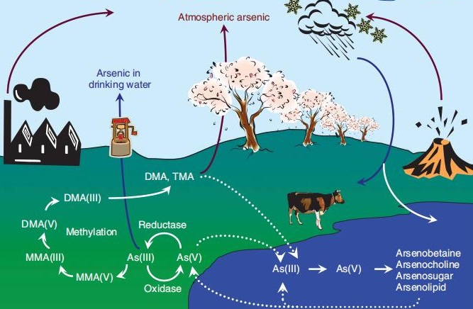 砷生物地理循环的概况