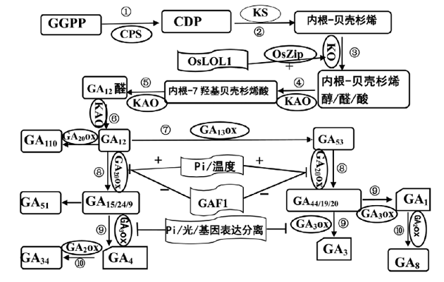 GA生物合成途径及其调控示意图