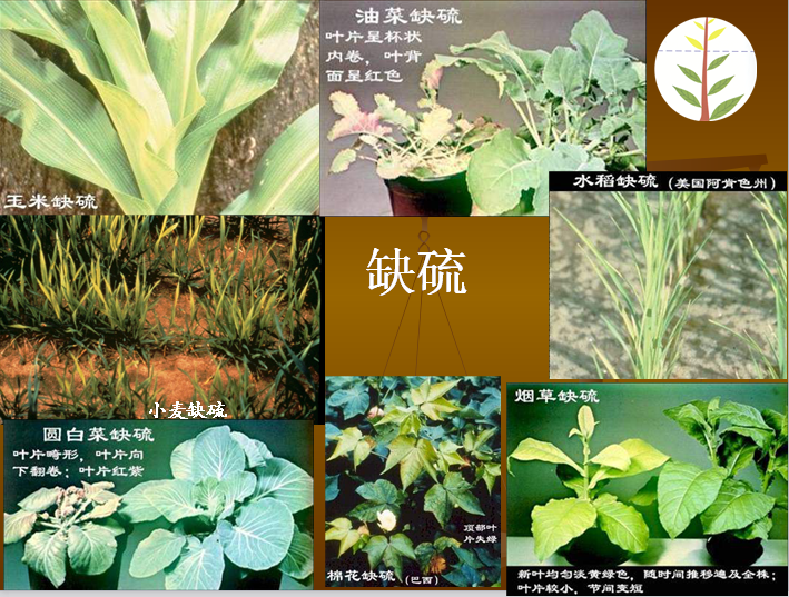 缺硫图谱
