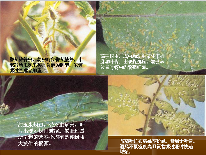 抗虫图谱