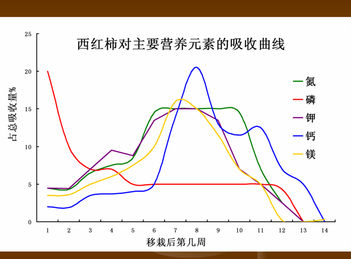 西红柿