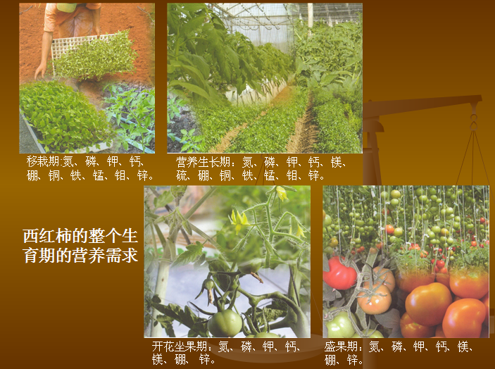西红柿