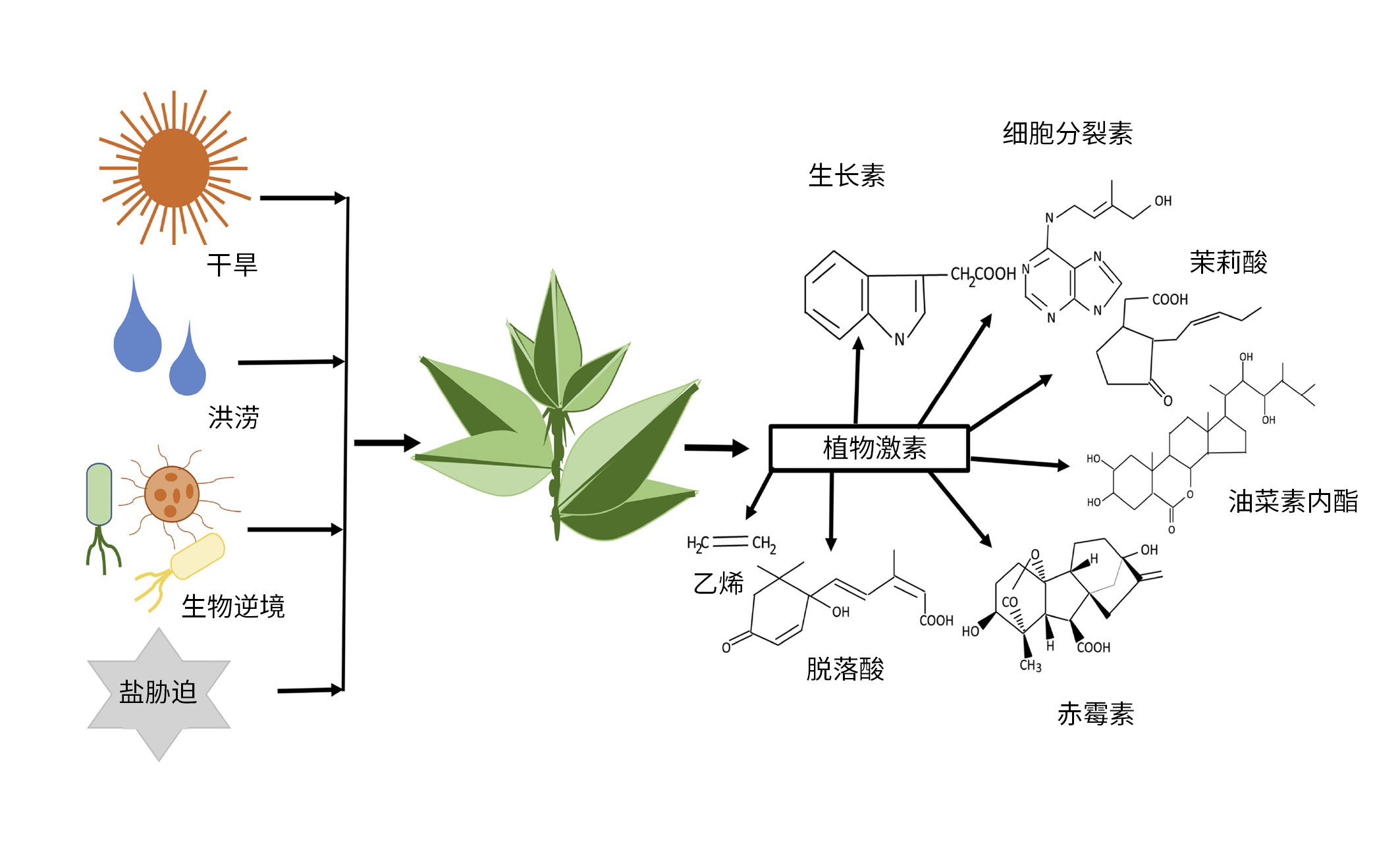 激素介导的应激管理的总体概述的示意图