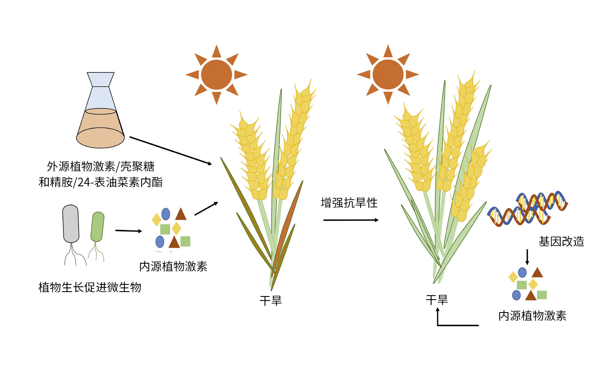 提高作物对抗旱性的技术和机制的示意图