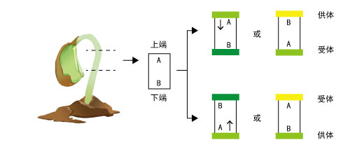 生长素的极性运输