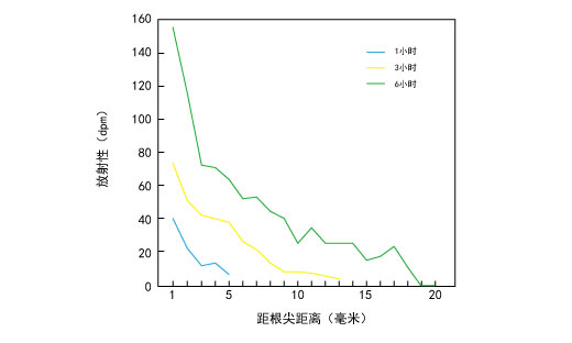 幼苗主根内自根尖向后运输速率